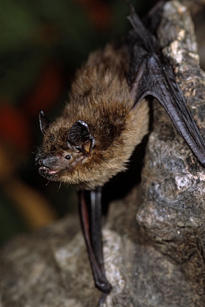 Bat Appreciation Day: Bats and agriculture